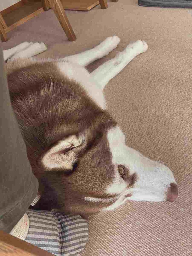 話はすべて聞かせてもらったよ 紳士然とした佇まいの犬が話題 名探偵みありますね まいどなニュース