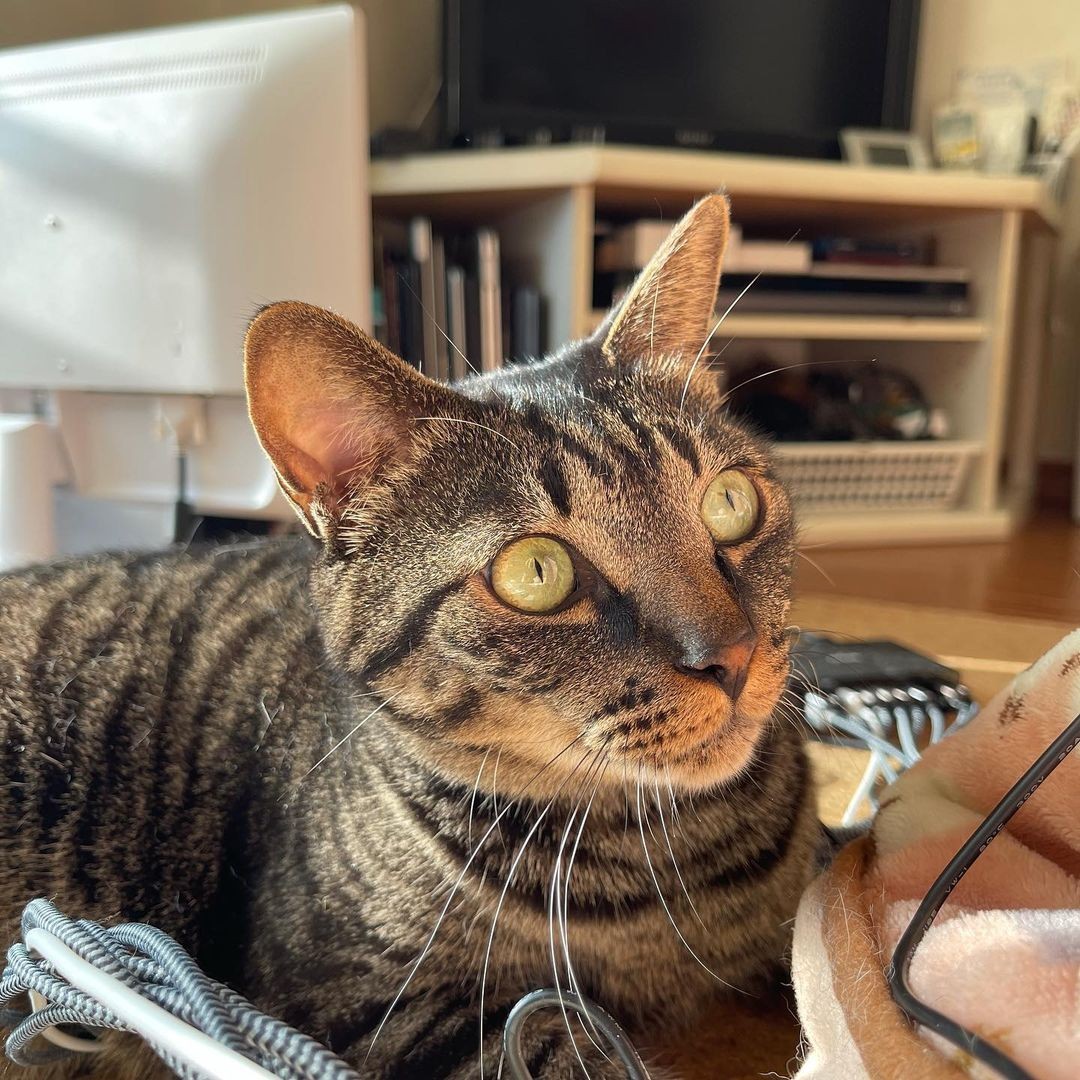 飼うつもりはなかったが 不思議な縁を感じて拾った猫 天寿を全うするまで穏やかに暮らす まいどなニュース