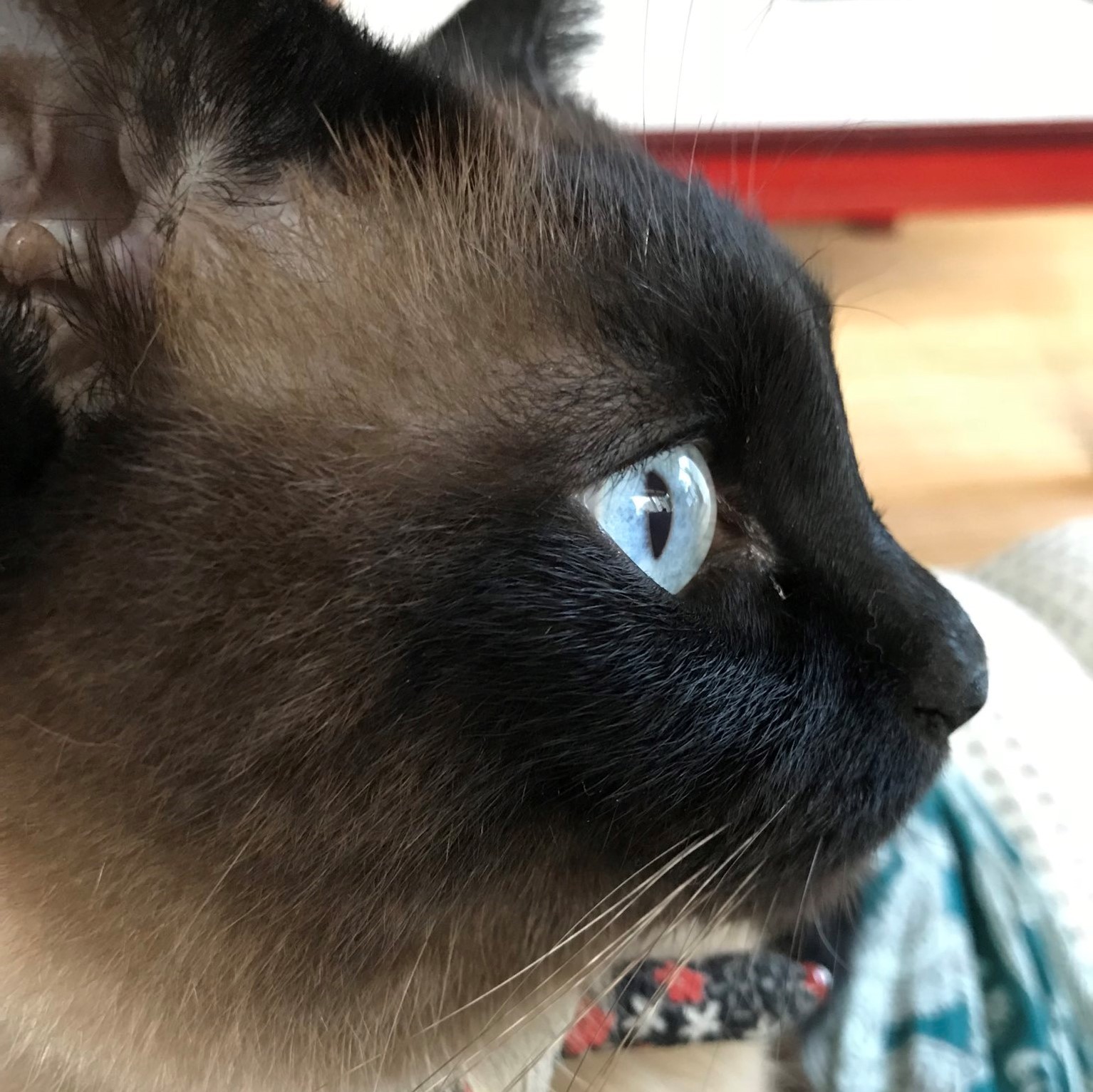 選挙で投票しようとした猫を保護 大天使ミカエルの名をもらい 家族を助ける賢い子に まいどなニュース