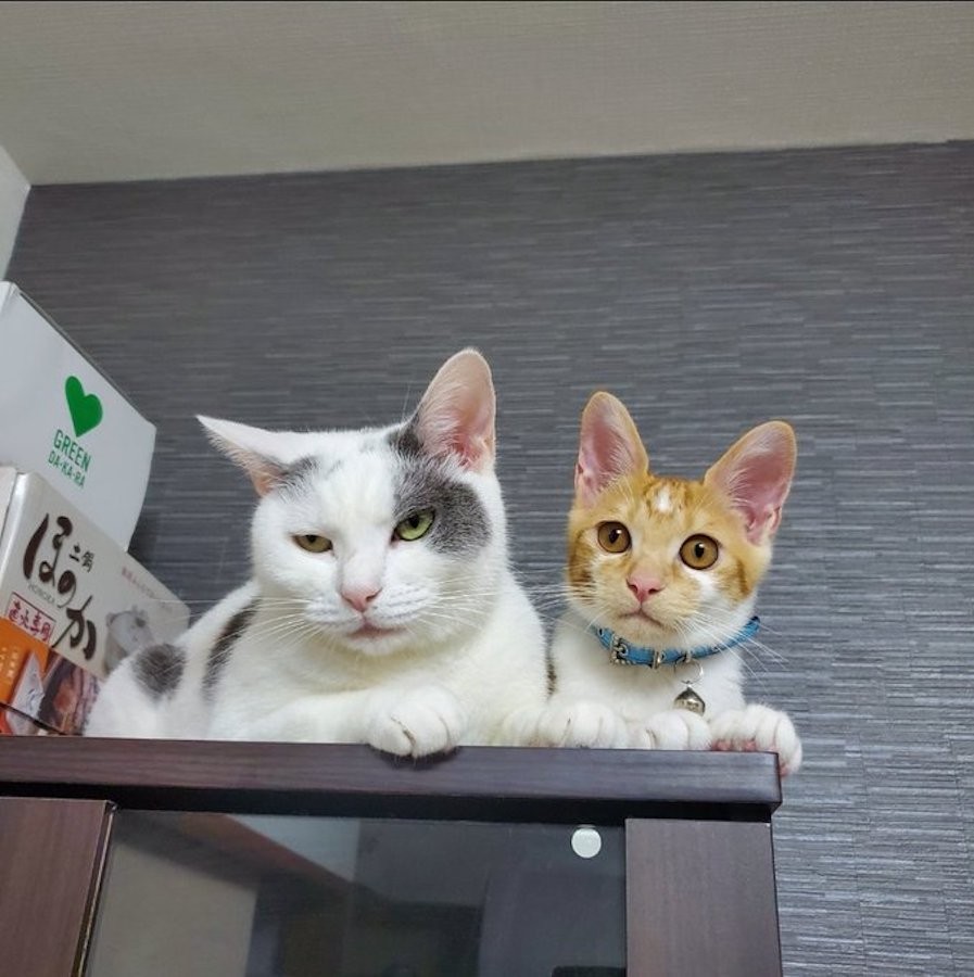 猫語翻訳アプリを付けて猫をお風呂に連れてったら 驚きの結果に あってる説ある と話題 まいどなニュース