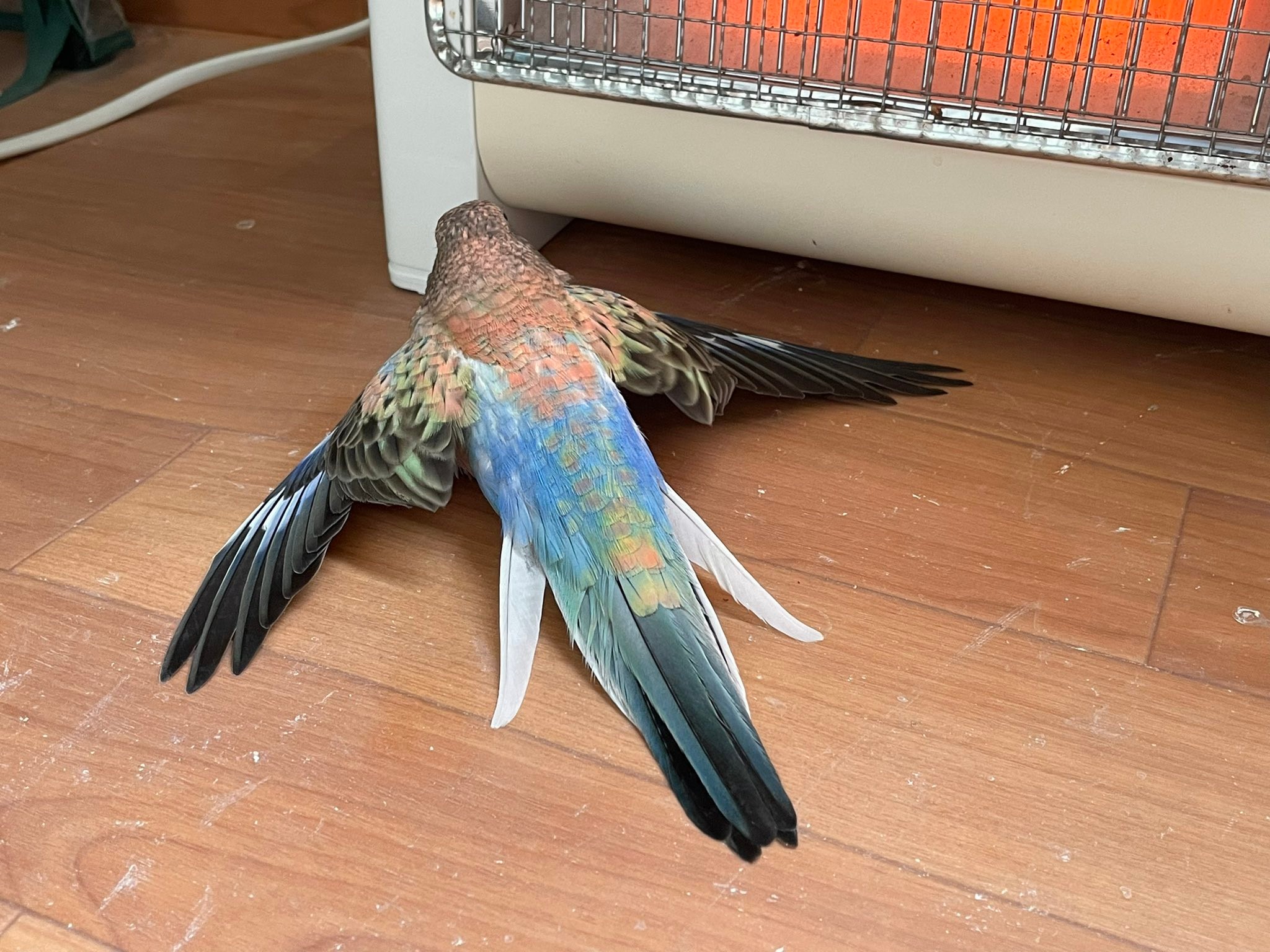 インコだって暖まりたい ヒーターの前で扇のように羽を広げる姿が話題 飼い主 ヒーター出すといつもこう まいどなニュース