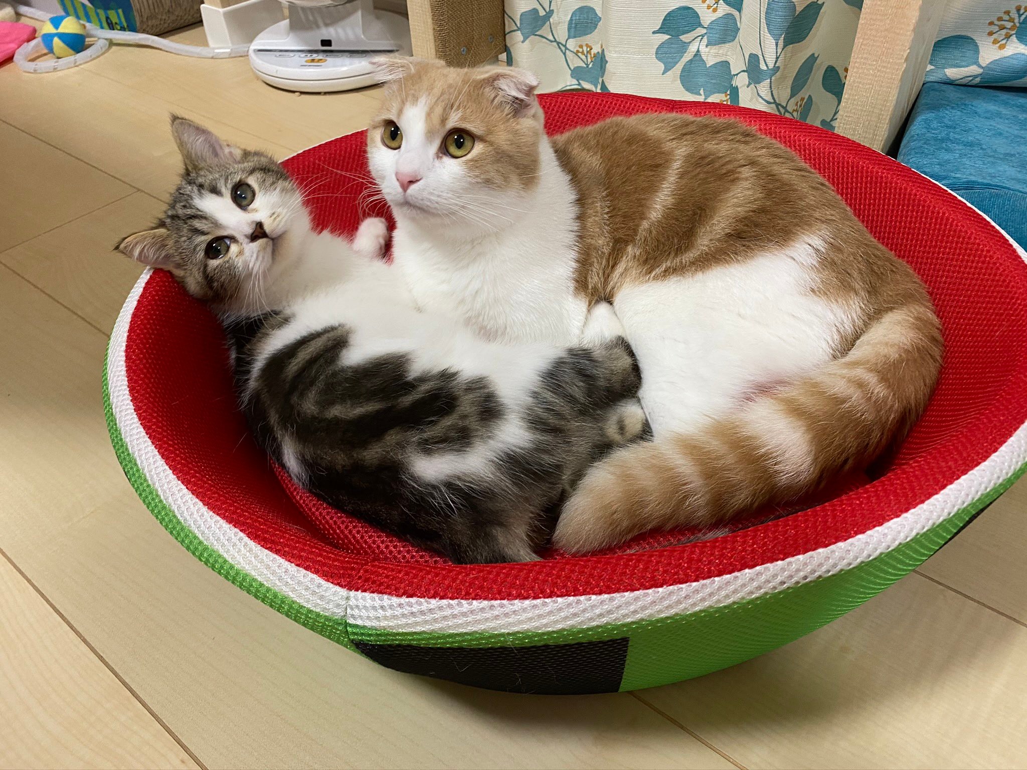 お家に来て1年 猫ちゃんの変貌ぶりが話題 貫禄あり過ぎて オッサンみたい 社長になってる まいどなニュース