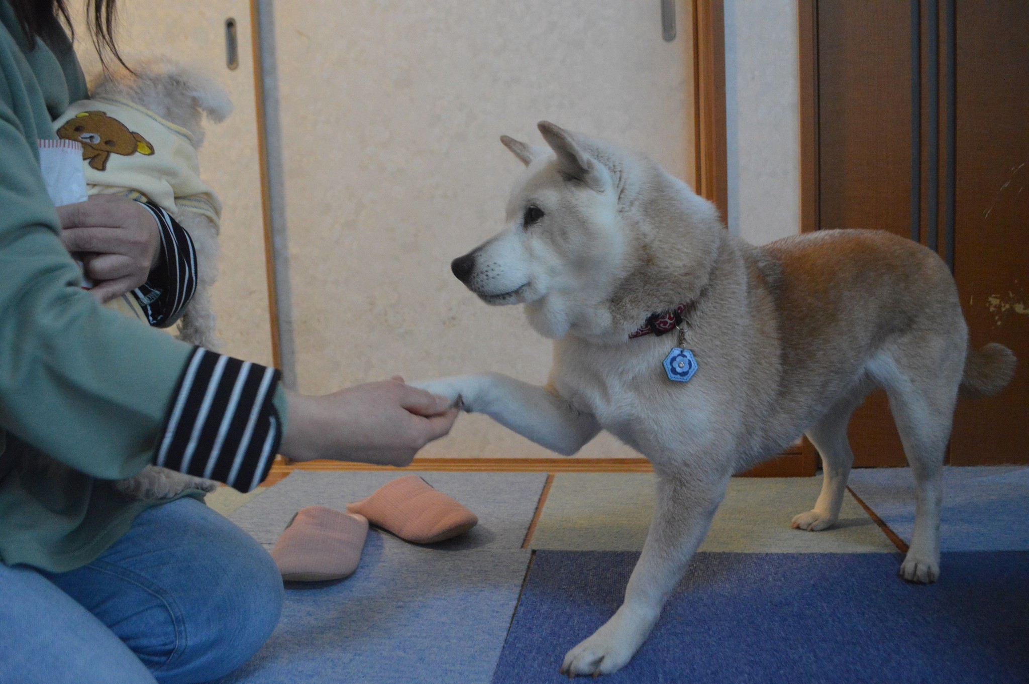 カエルやヘビを食べ生きていた 夏の夕方 トボトボ歩いていた迷子犬 愛犬家と出会い 手術で一命とりとめた まいどなニュース