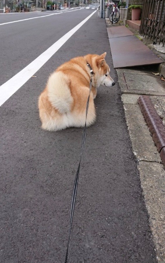 マジメに散歩しない柴犬 にほっこり 四角いおしりで イヤです なぜ おしりが魅力的すぎる サボリィヌ まいどなニュース