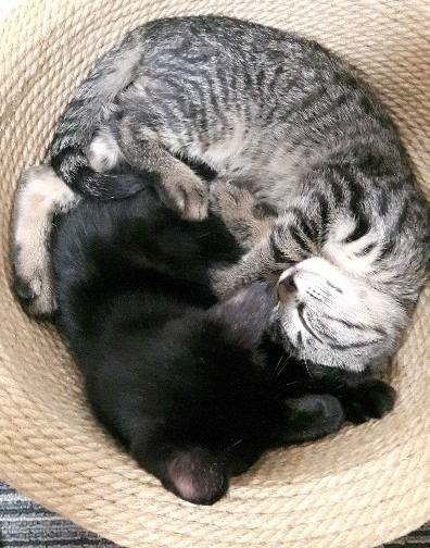 先住猫キキちゃん（黒猫）とお団子に