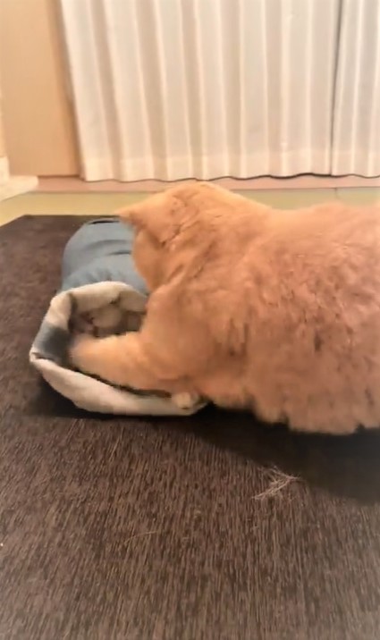 ⑤猫パンチ！/①～⑤は、「みかんとじろうさんち」（@jirosan77）さん提供・動画よりキャプチャ撮影