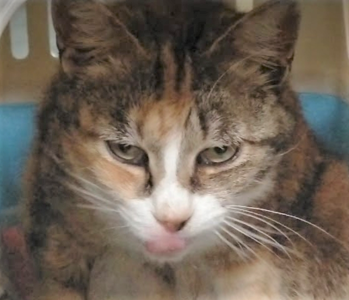 ずっと見守ってきた孤独な野良猫 子猫を産んでも早死ばかり わが家に迎え入れやっと元気な子を産んでくれた まいどなニュース