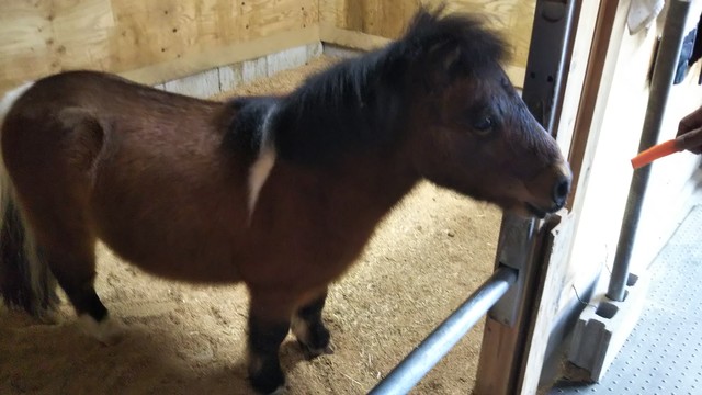 戦国武将気分を味わわせてくれるのは 実は競馬の 引退馬 テーマパークが馬たちのセカンドキャリアにひと役 まいどなニュース