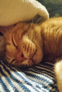 家族になって1カ月後 肉球がぷにぷにのピンク色に 野良猫生活の厳しさがわかる漫画が話題 まいどなニュース