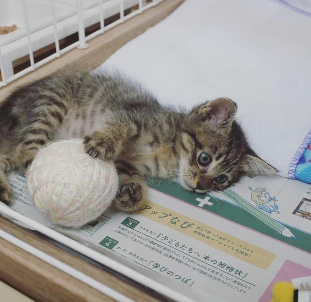 子供たちにせがまれ保護猫を飼うと 家族が癒され 子供たちが率先して片付けるなど 良いこと尽くし まいどなニュース 子供たちにせがまれ保護猫を飼うと 家族が癒され 子供たちが率先して片付けるなど 良いこと尽くし まいどなニュース