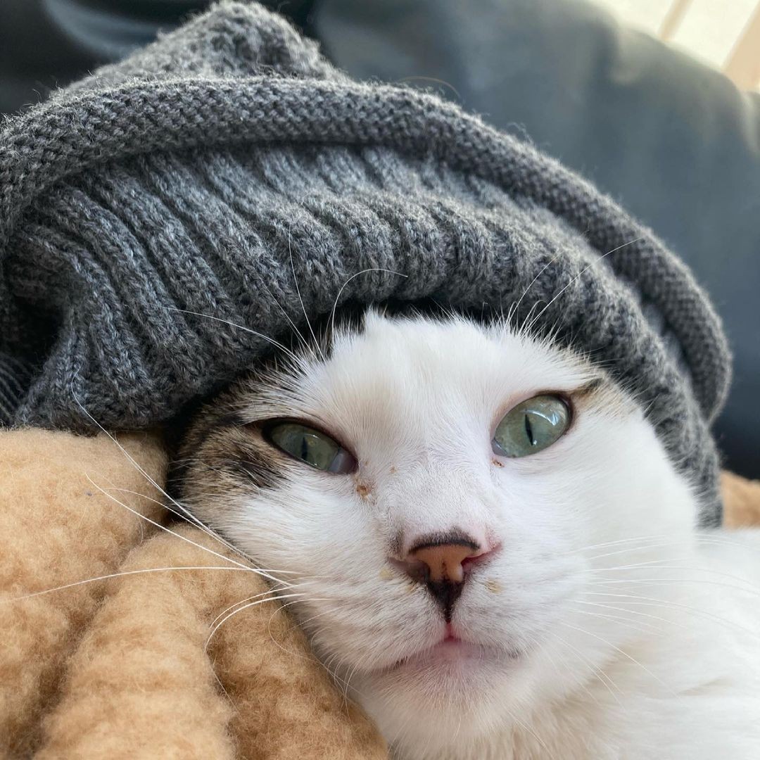 庭のウッドデッキに突然現れた猫 翌朝も用意した毛布の上でぐっすり寝ていたので迷わず家族に まいどなニュース