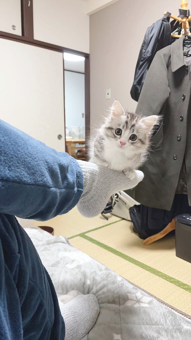 つま先に乗る子猫にキュン 小鳥さん バランス感覚すごい ダメだ 禁じ手だよぉ まいどなニュース