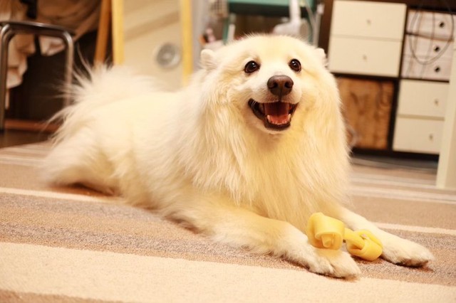 あいつ 食べていい もののけ姫 の山犬兄弟みたいな犬2匹が見つめる先は ヤックル逃げてぇ まいどなニュース