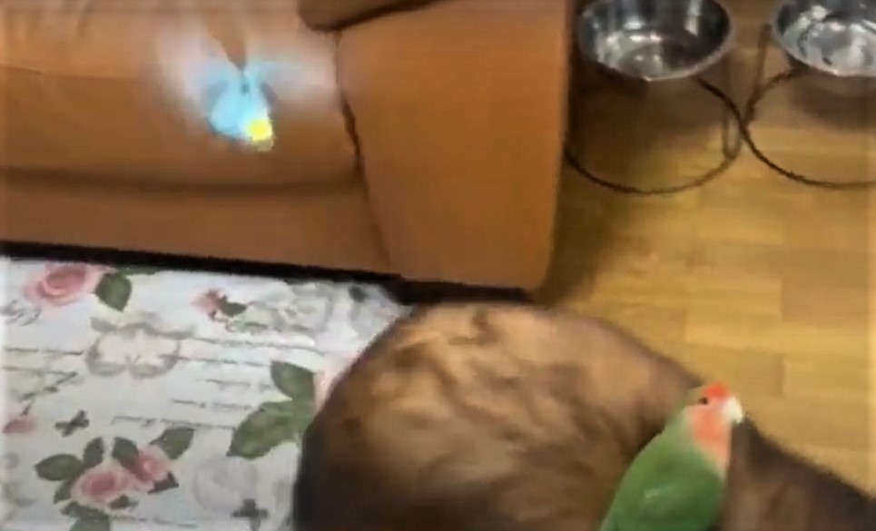 ネコバスならぬイヌバス 2羽のインコを乗せて歩く犬さんに癒される人続出 優しい世界 ほのぼの まいどなニュース