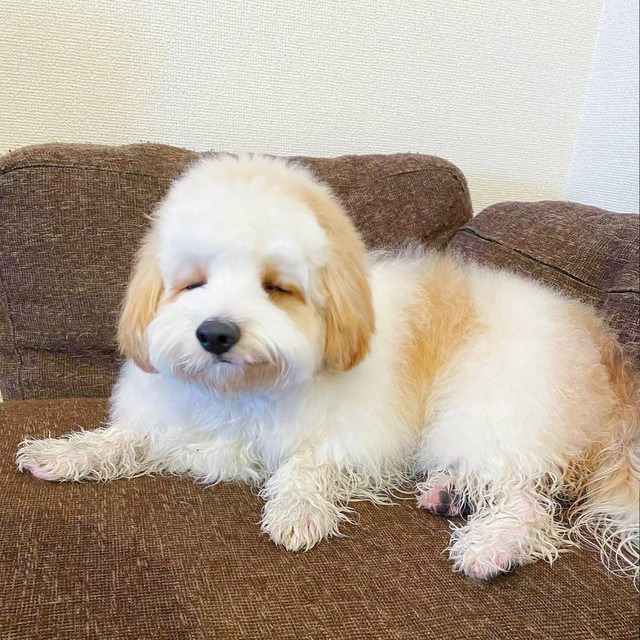 悟ったの 足を洗われてほほ笑む犬さんに大注目 マジで可愛すぎて泣ける 可愛いの限界突破してる まいどなニュース