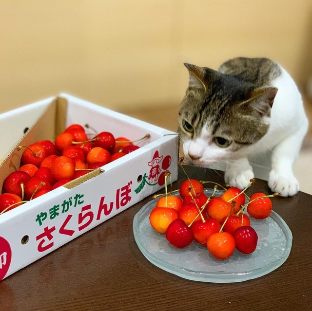 スーパーの駐車場にいたボロボロの猫を放っておけず保護 今では お魚くわえたどら猫 逃走するほど元気に まいどなニュース