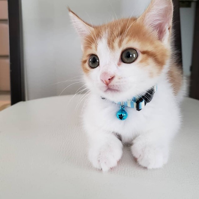 3匹の子猫の命を助けたいが身重の体 世話を始めたら 母性爆発 我が家に来てくれてありがとう まいどなニュース