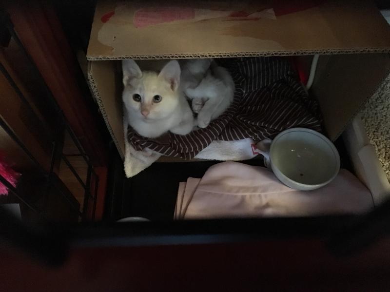 骨盤骨折で重い排便障害になった子猫 手術を受けさせるために病院から 