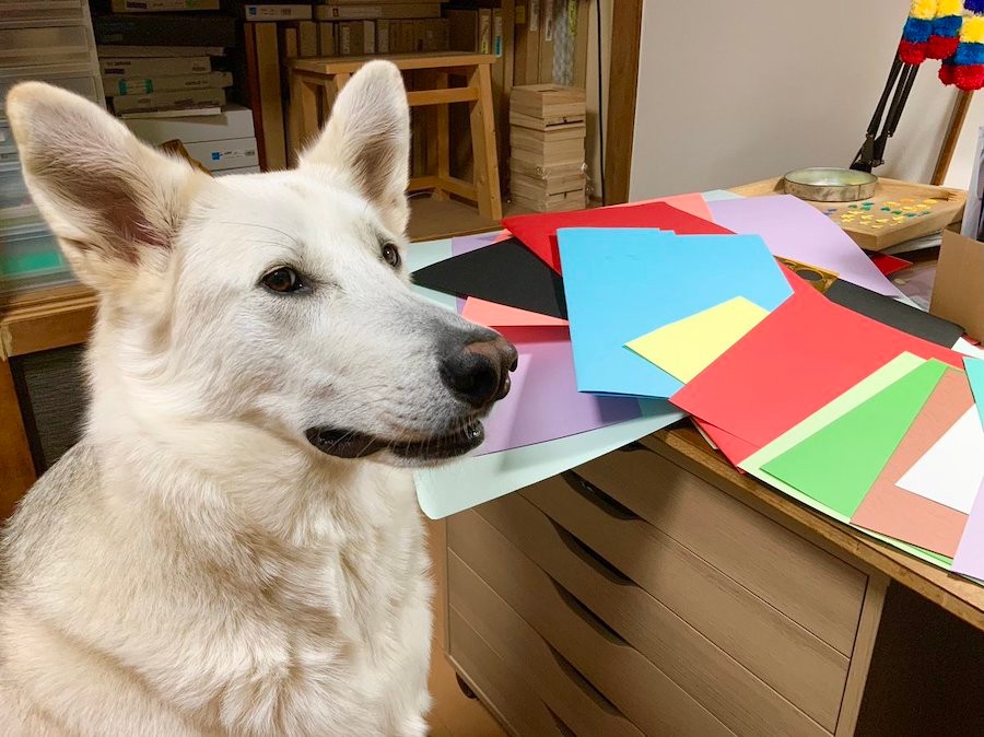 シソが育たないし元気ない ってお前か 意外な犯人の盗み食い動画に 夏バテ防止対策ですね と爆笑 まいどなニュース