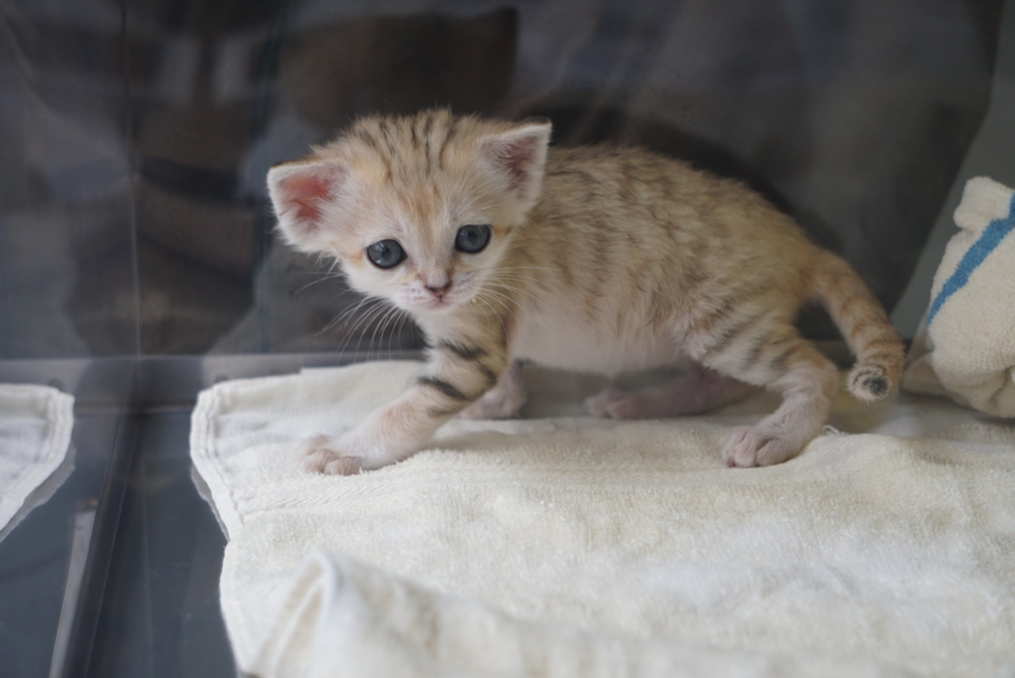 砂漠の天使が天使を産んだ 国内初誕生のスナネコの赤ちゃん すくすく成長中 職員もメロメロのかわいさ まいどなニュース