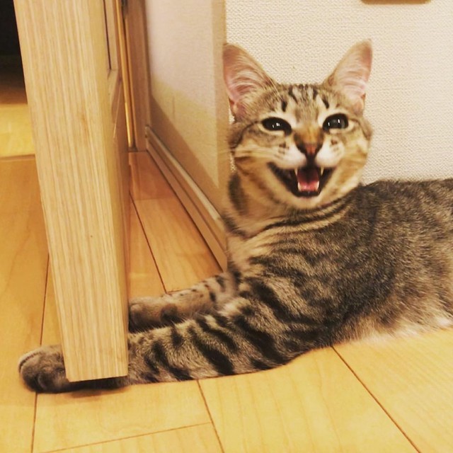 事故で母猫を失い保護された子猫 里親になった決め手は 長女の 妹や弟はいらない 猫が欲しい まいどなニュース