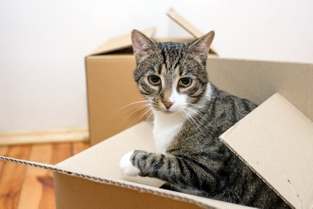 猫と暮らしたいけど賃貸住宅を探すのが難しい 猫の保護活動団体が 夢をかなえられる家 を紹介 まいどなニュース