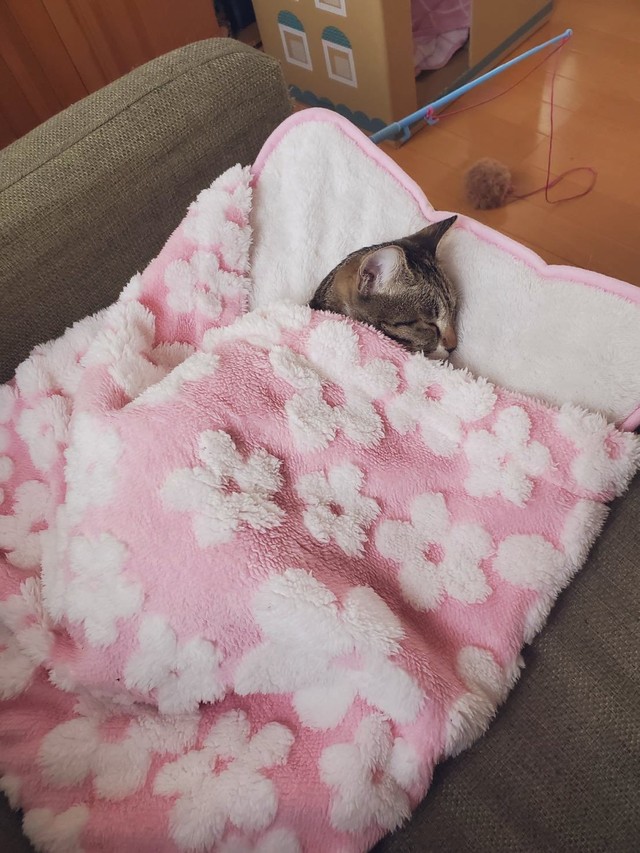自ら布団に入ってグッスリ眠る猫の姿に悶絶 布団と猫は最強コンビ 癒しの寝顔 まいどなニュース