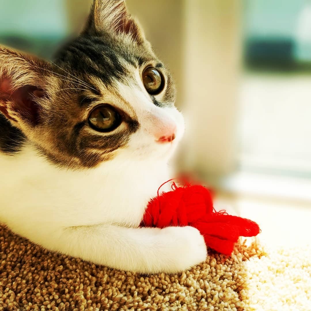 反抗期の息子がペットロスに そんな家族が3匹の保護猫と出会った 猫たちがくれる幸せ実感 まいどなニュース