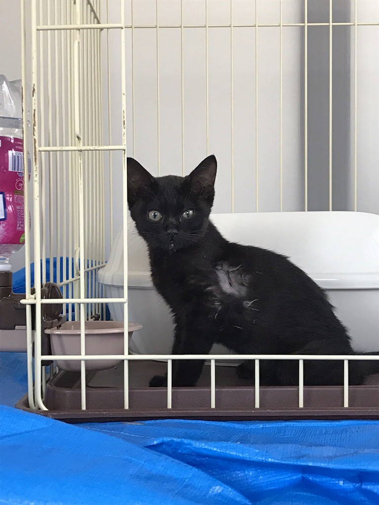 手術をあきらめた子猫 余命わずか覚悟も獣医師が 化け猫 と驚いた奇跡の回復 今は2度目を期待 まいどなニュース