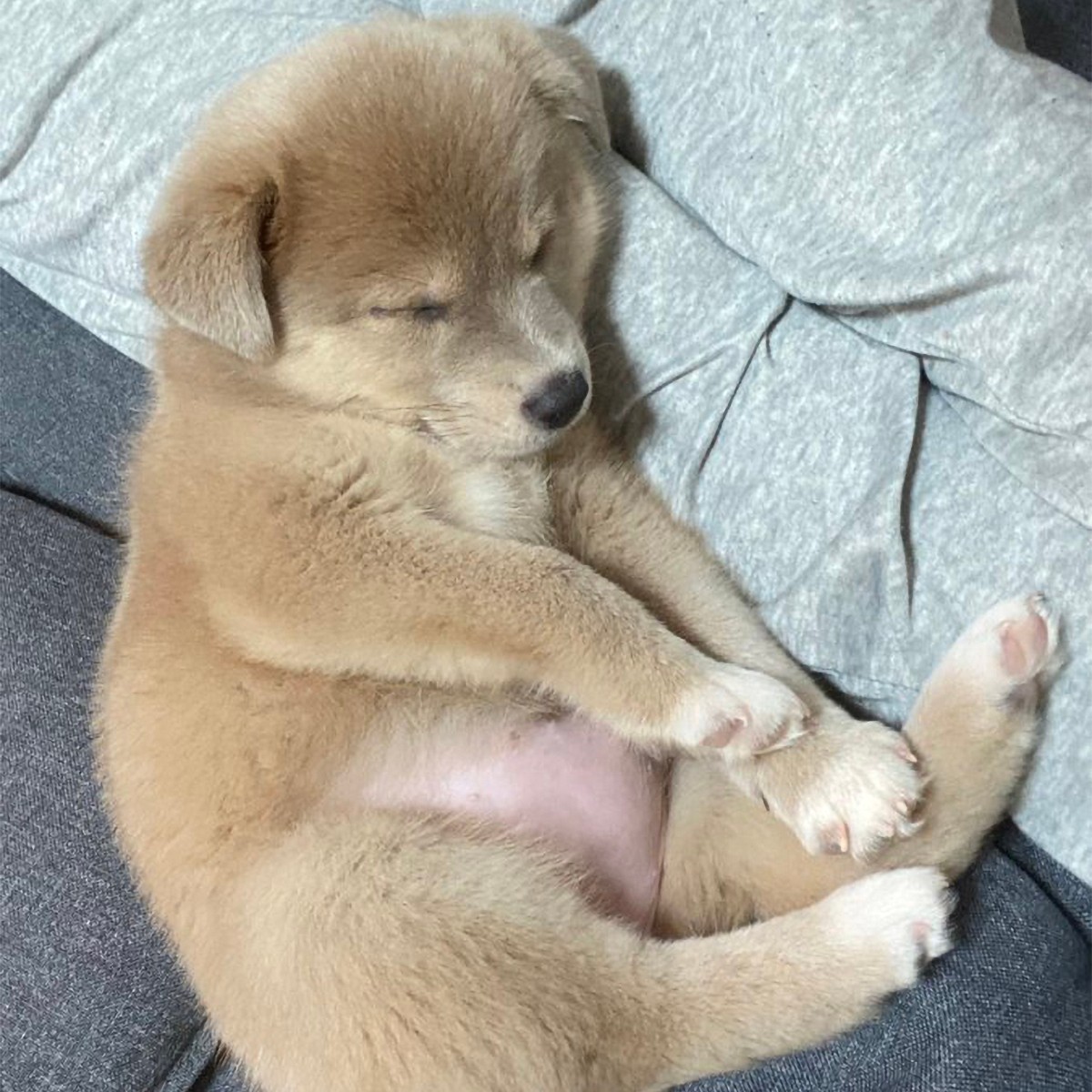 しんどい時は 子犬のぽんぽこりんお腹 を見て落ち着いて 絶大効果に反響 平和な気持ちに 癒やされた まいどなニュース