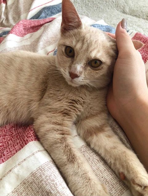 カラスに攻撃された瀕死の子猫 驚異の回復力で保護主にスリスリ 先住猫とも仲良く元気に まいどなニュース