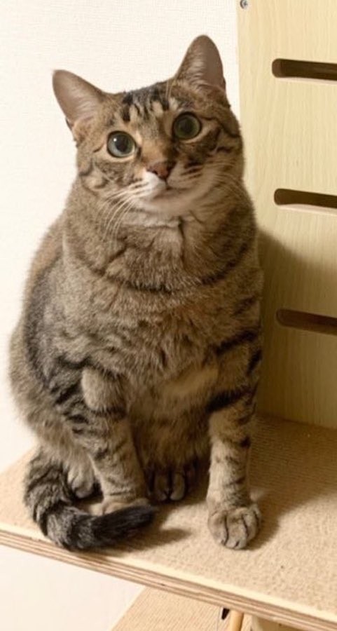 話題の猫語翻訳アプリの結果が 思ってたより態度でかめだった 愛猫の本音にざわつく猫飼いさん 衝撃の結果とは まいどなニュース