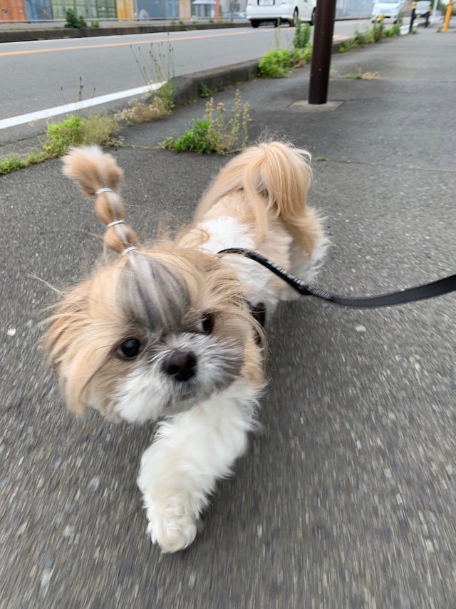 超高速で散歩する犬が漫画みたい 顔が必死 ボルトなんて目じゃない と話題に まいどなニュース