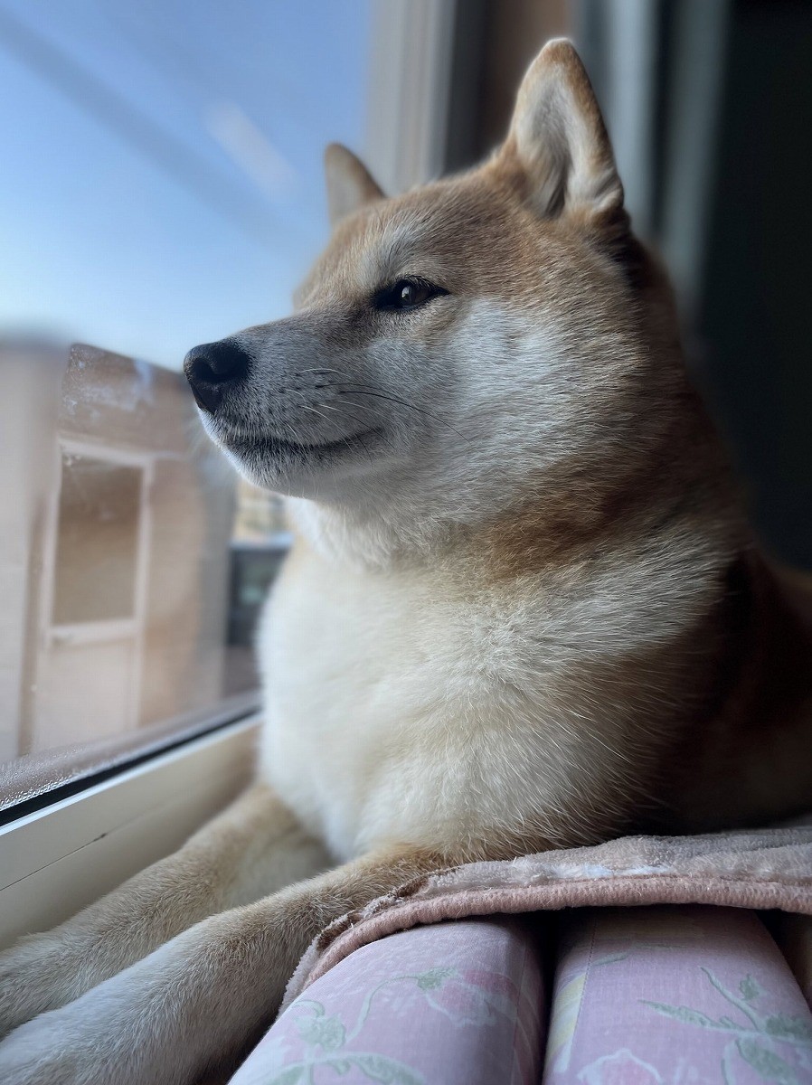 昼下がりの柴犬 飼い主さんに撫でてもらい眠る姿に癒される 犬として最高の幸せを味わってる まいどなニュース 昼下がりの柴犬 飼い主さんに撫でてもらい眠る姿に癒される 犬として最高の幸せを味わってる まいどなニュース