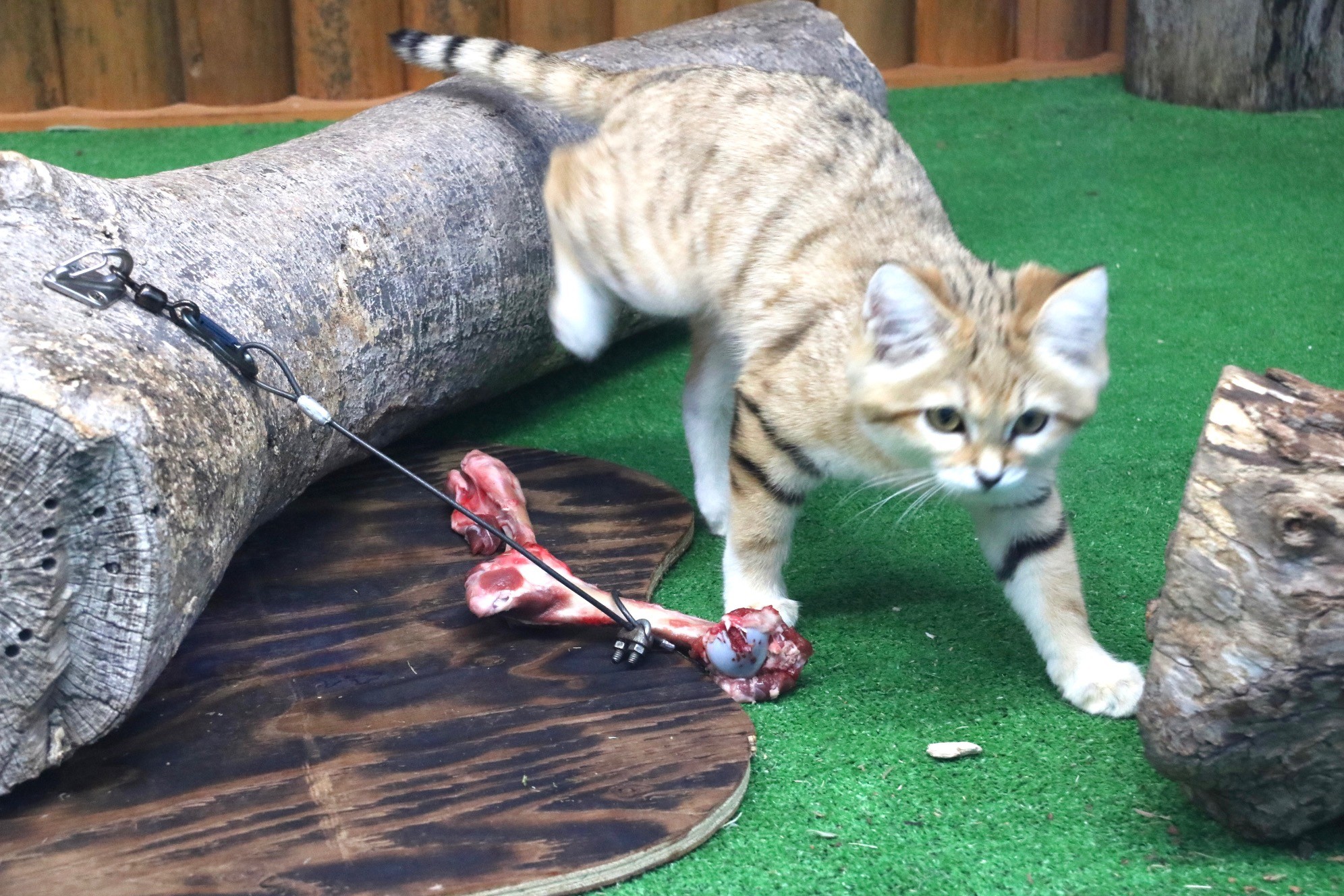 民放キー局の人気動物番組が炎上したワケ スナネコがペットに向かない理由を園長に聞いた まいどなニュース