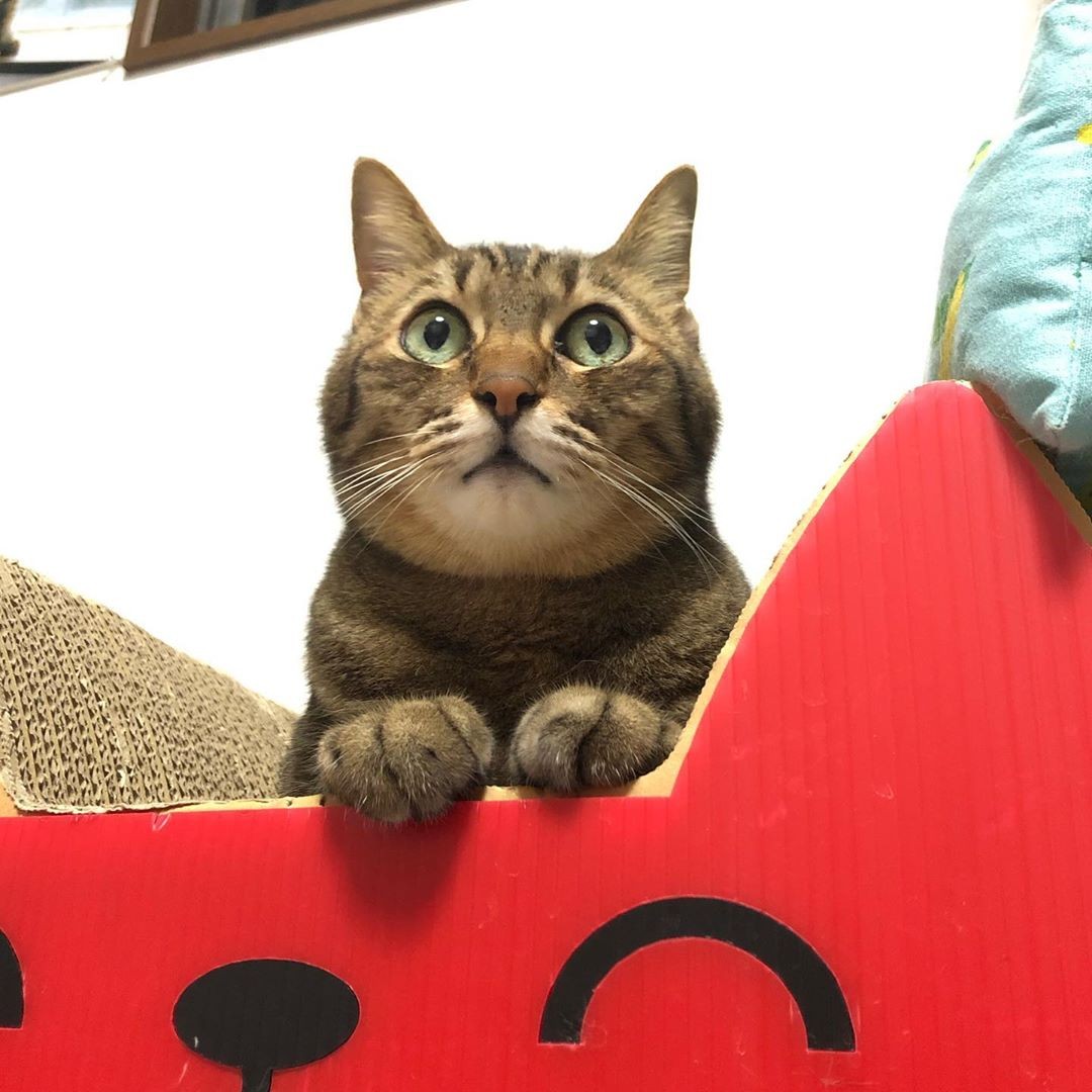 相棒だった愛犬が亡くなって意気消沈した猫 天真爛漫な弟分の猫を迎え 元気を取り戻す まいどなニュース