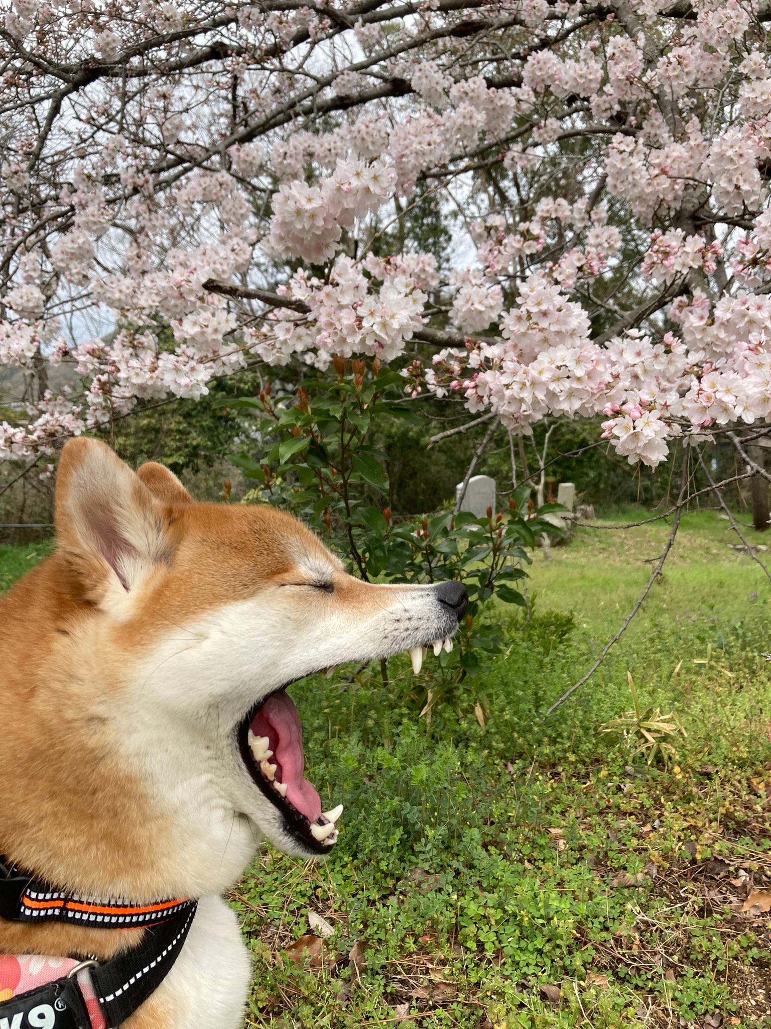 柴犬 なんか思ってたのと違う 犬用美顔ローラーでコロコロされてムキ顔に すんごい怒ってますけど 大丈夫 まいどなニュース 柴犬 なんか思ってたのと違う 犬用美顔ローラーでコロコロされてムキ顔に すんごい怒ってますけど 大丈夫 まいどなニュース