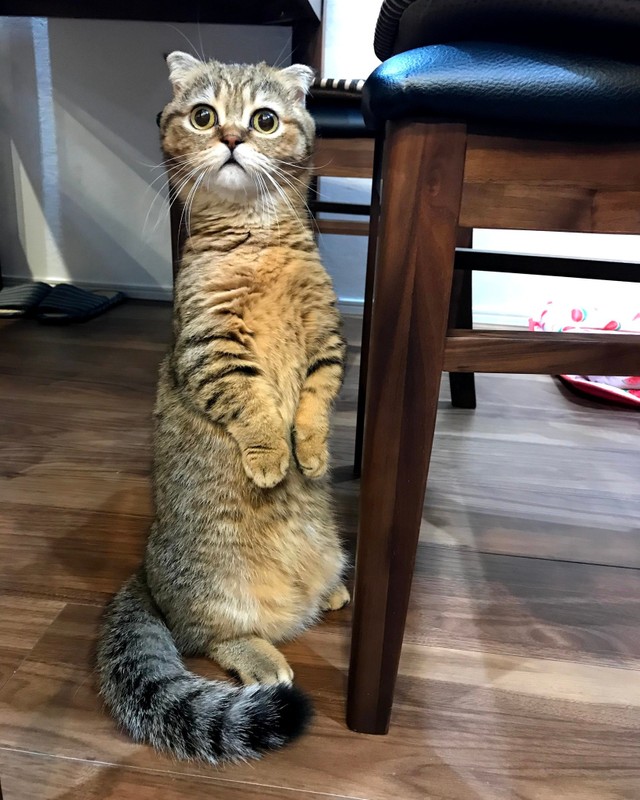 可愛いすぎてごめんなさいにゃ 謝罪 する子猫の写真が話題 これもまた可愛すぎて罪 実は まいどなニュース