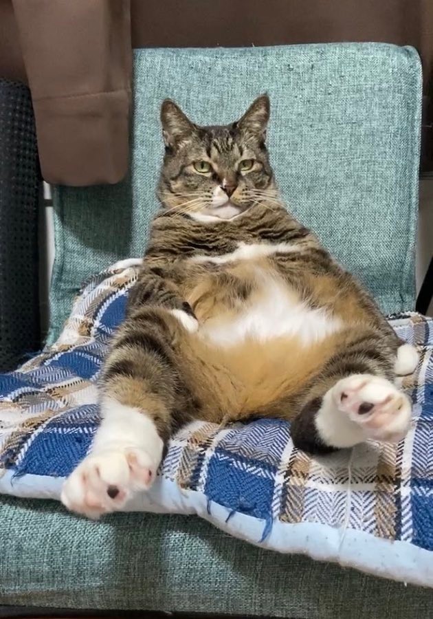 座椅子にもたれてテレビを見る猫 このドラマ 面白いなぁ オトンそっくり と爆笑 もと野良の面影なし まいどなニュース