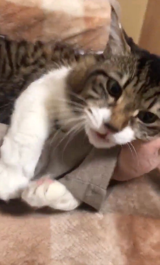 って なんでやねん 甘える猫のノリツッコミにネット爆笑 絶対前世関西人やん 彼女か まいどなニュース