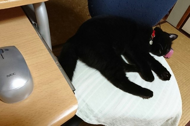 猫に頼めば伝わる」都市伝説は本当だった!?脱走した家猫が帰ってきた