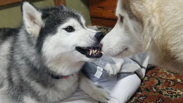 帰宅を阻止される犬 ドッグランで 大型犬のリードを引っぱる小型犬 この後どうなった 飼い主に聞いた まいどなニュース