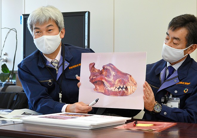 Disease-repelling charm confirmed as skull of extinct wolf in Aichi : The Asahi Shimbun - Vimarsana News