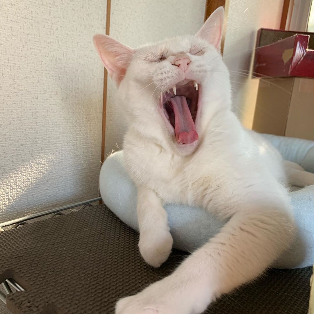偶然出会い保護したやせこけた白猫 珍しい感染性にかかっていた まいどなニュース