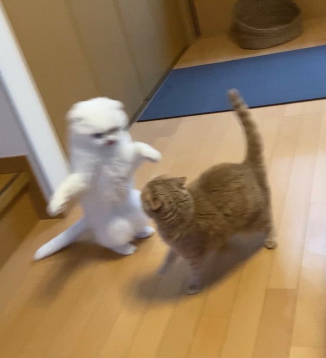 ホラー味あふれる猫に爆笑 悪夢みたいな加工フィルターに 声出して笑った うちの猫も使用済みw まいどなニュース