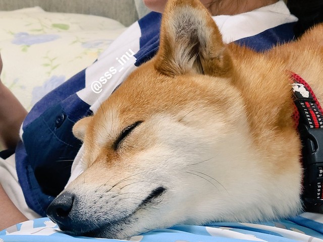 絶対散歩に行くって譲らなかったのになぜ 愛犬の心変わりが話題 気分屋ですから 柴犬だもん まいどなニュース 絶対散歩に行くって譲らなかったのになぜ 愛犬の心変わりが話題 気分屋ですから 柴犬だもん まいどなニュース