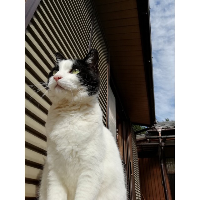 もふもふで凛々しいヌンヌンちゃん（提供：六花チヨさん）