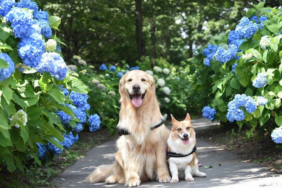コーギーのこんがり焼けたハートのしっぽ おいしそう かわいい ピコピコ動きに悶絶 まいどなニュース