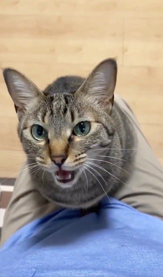 猫が勝手に膝に乗ってくる 天国ですか 身体も心も癒される 整体院の猫さん動画が話題に まいどなニュース 猫が勝手に膝に乗ってくる 天国ですか 身体も心も癒される 整体院の猫さん動画が話題に まいどなニュース