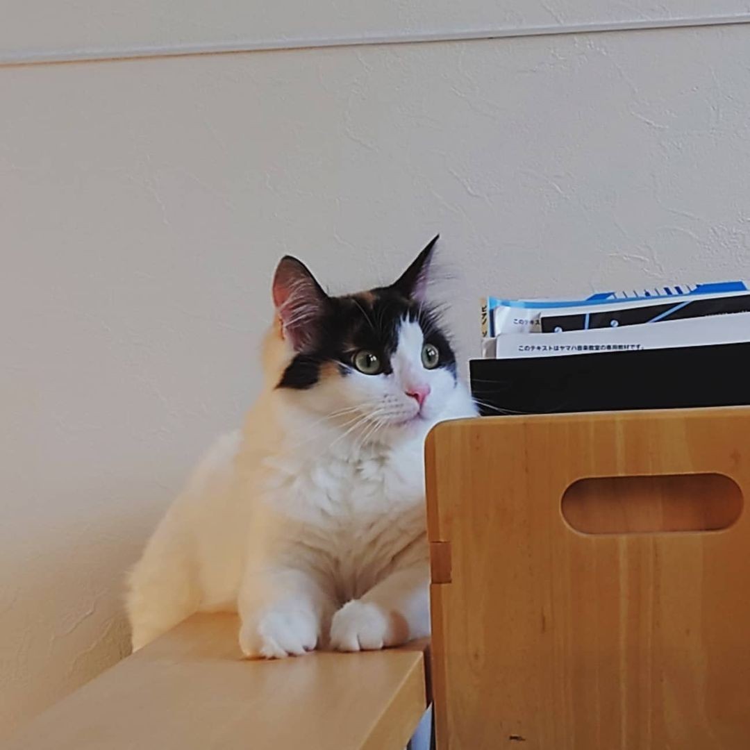 迎え入れた保護猫の本気噛みに苦悩 2匹目を迎えたら仲良しに いつの間にか噛み癖も治る まいどなニュース